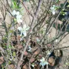 شتلات برقوق