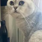 قط سكوتش فولد للزواج