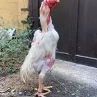 ديك شامو الماني