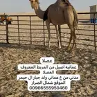 عمانيه اصيل