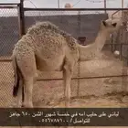 قعود لباني للبيع اثمان