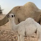 حشوان للبيع