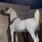 حصان واهو