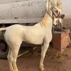 خيل