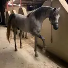 خيل عربي اوراق