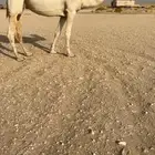 لقحه رمانيه كفووو