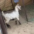 عناق البيع