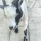 ماعز قزمه بولندي