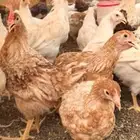 دجاج وديوك لوهمان للبيع