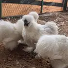 دجاج قطني وديوك للبيع