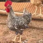 ديوك فحول تركي للبيع