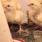 صوص تركي بيور شرط خالي من التهجين