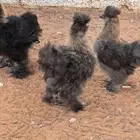 صوص قطني للبيع