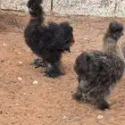 فروخ قطني للبيع