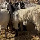 معزا دفيع رباع دافع حول 4 شهور وثنيه دافع لها شهرين