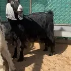 عنز