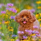 للبيع جراوي توي بودل toy poodle مستويات فاخرة اهالي مستورده