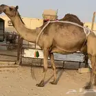 خلفه هديه تحتها بكره طيبه كفو هديه حليب شروط مجهم