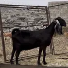 ماعز مقاني