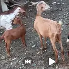 شاه تحتها جفره دهما