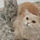 قط ذكر شيرازي لتزاوج