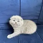 كيتن سكوتش فولد