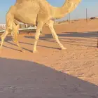 للبيع بعير كفو واصله طيب