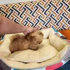 كلب مالتيبو بحجم كف اليد Maltipoo