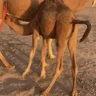 قعدان حمر طيبه تم البيع