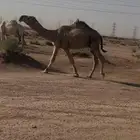 للبيع جمل