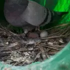 حمام زاجل شرط انتاج سوم 26الجوز