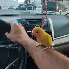 روز أصفر