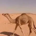 البيع بكره عل السوم