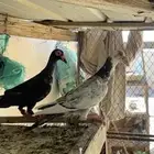 حمام