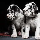 جراء جريت دان استيراد روسيا بالطلب