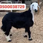 اغنام بلدي نجران