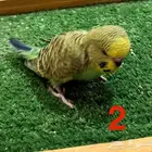 فروخ بادجي غر