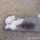 الباحه