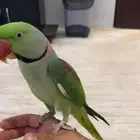 ذكر نيبالي اليف ومنتج