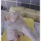 ديكة بلدي مذبوح علي الطلب