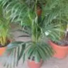 زراعه الورد الطبيعى والتيل الطبيعى وقص الاشجار