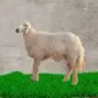 لحم حري للذبايح ( ذبيحتك لباب بيتك )