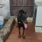 كلب دوبر مان مفقود