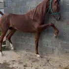 حصان ورق