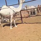 ضروبه معزوله بنتها قريب