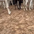 مطلوب مستعجل