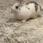 ارنب على السوم