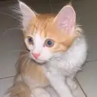قط لتبني