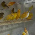 ذكور كناري سوري (تغريد)