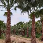 نخل واشنطني للبيع نخيل واشنطنونيا عربي مثمر جميع المواقع